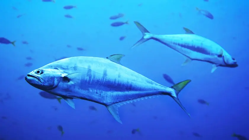 Køleopbevaring til fisk og tun